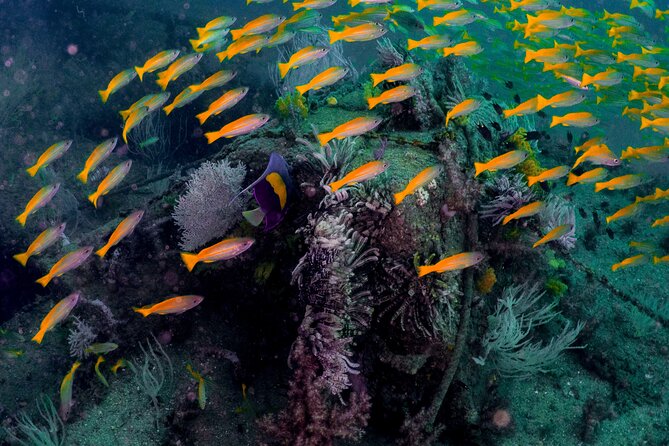 Dive trip to the coral reefs of Fujairah for certified scuba divers - Fujairah Reef Day: Why the East Coast feels different