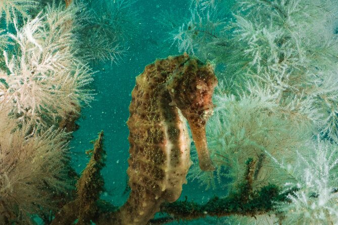 Dive trip to the coral reefs of Fujairah for certified scuba divers - Boat comfort and the team’s video-and-photo touch