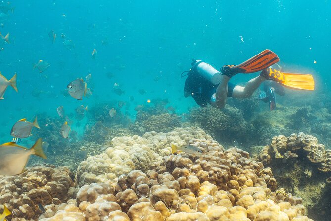 Dive trip to the coral reefs of Fujairah for certified scuba divers - Who should book this Fujairah reef trip