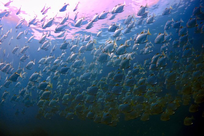 Dive trip with 2 dives (start from Ko Kut) - Key things to know about BB Divers Koh Kood’s Koh Rang outing