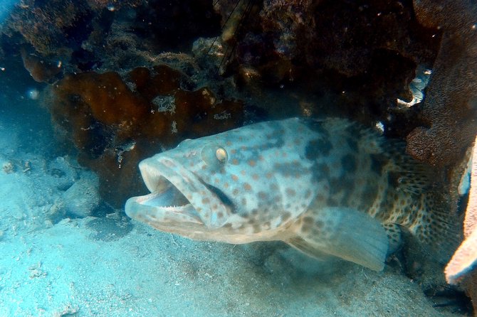 Dive trip with 2 dives (start from Ko Kut) - Why Koh Rang looks better than snorkeling from shore