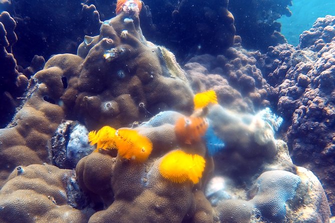 Dive trip with 2 dives (start from Ko Kut) - What you’ll see: coral reef areas, fish action, and calm pacing