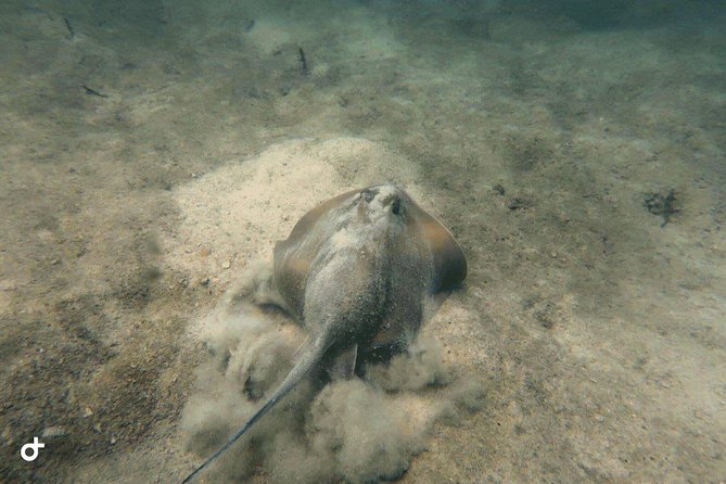 Dive trip with 2 dives (start from Ko Kut) - Who should book this, and who should rethink it