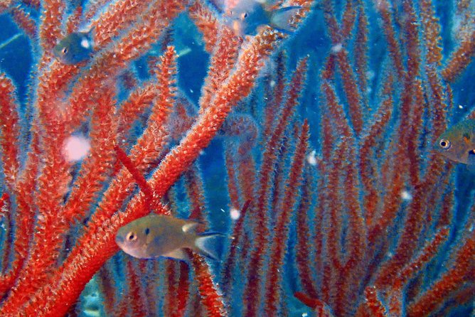 Dive trip with 2 dives (start from Ko Kut) - Boat day flow from Ko Kut: 5 hours, 3 stops, 2 water sessions