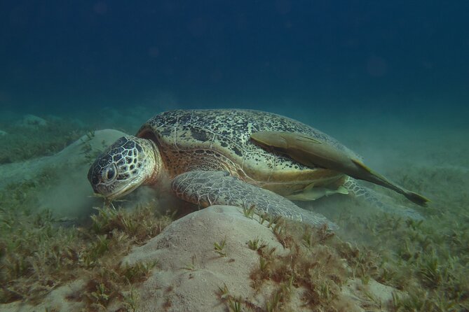Dive with Dugongs and Turtles | Abu Dabbab | Marsa Alam | 2 Dives - Key Highlights You’ll Actually Care About