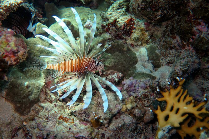 Dive with Dugongs and Turtles | Abu Dabbab | Marsa Alam | 2 Dives - Abu Dabbab in Marsa Alam: Why This Spot Pulls You Under