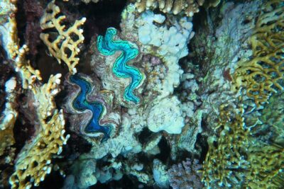Dive with Dugongs and Turtles | Abu Dabbab | Marsa Alam | 2 Dives - Starting at 8:00 am: Pickup, Scuba World Base, and Getting Set