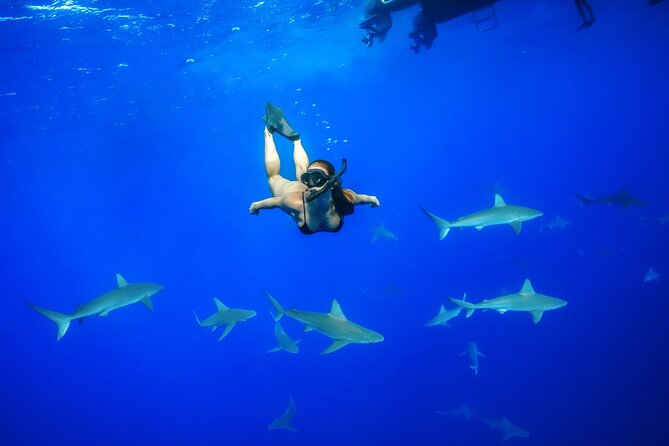 Dive with Sharks in Hawaii: Shark Tour from Haleiwa - Key things to know before you go