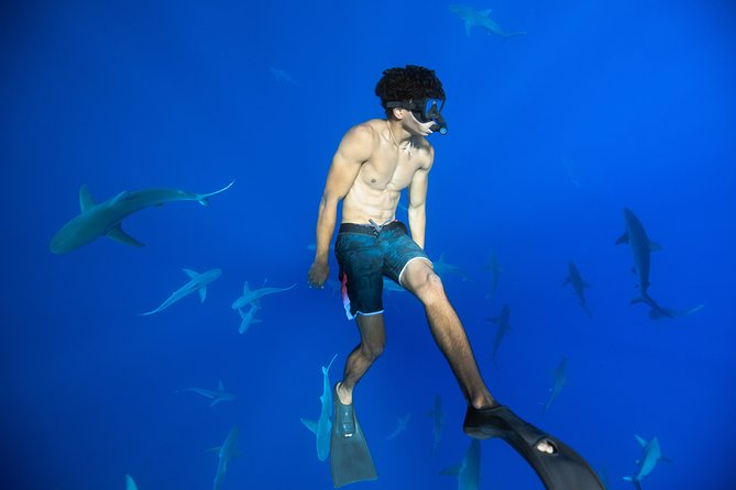 Dive with Sharks in Hawaii: Shark Tour from Haleiwa - Why Haleiwa is the smart starting point for shark snorkeling