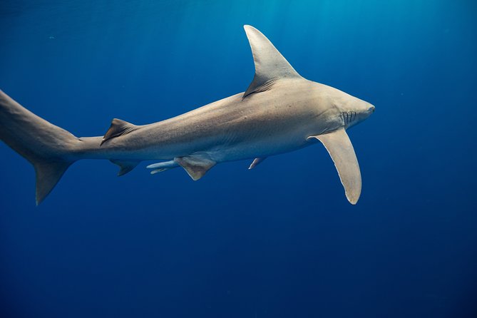 Dive with Sharks in Hawaii: Shark Tour from Haleiwa - How you swim around sharks: the safety line and controlled viewing