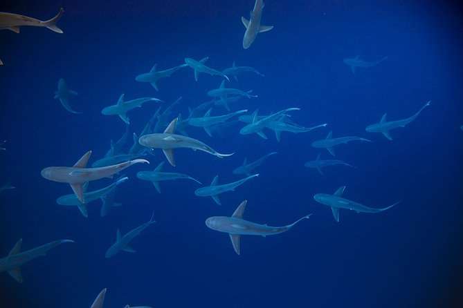 Dive with Sharks in Hawaii: Shark Tour from Haleiwa - What you might see: tiger sharks, plus dolphins, turtles, and more