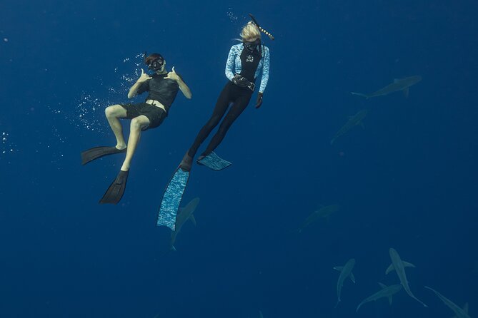 Dive with Sharks in Hawaii: Shark Tour from Haleiwa - The guide team: calm energy, real experience, and names to look for