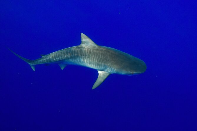 Dive with Sharks in Hawaii: Shark Tour from Haleiwa - Gear and comfort: snorkeling equipment is included, towels are not