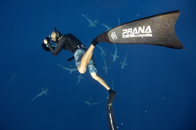 Dive with Sharks in Hawaii: Shark Tour from Haleiwa - Price and value: is $153.85 a fair deal on Oahu?