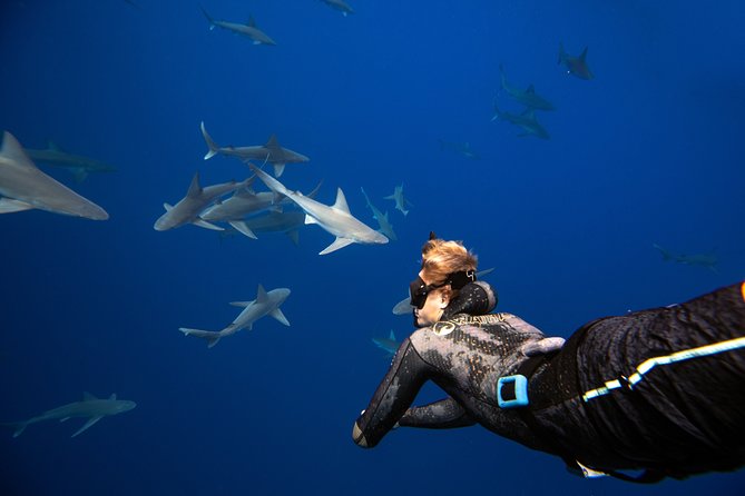 Dive with Sharks in Hawaii: Shark Tour from Haleiwa - The 2-hour rhythm: briefing, boat ride, and time in the water