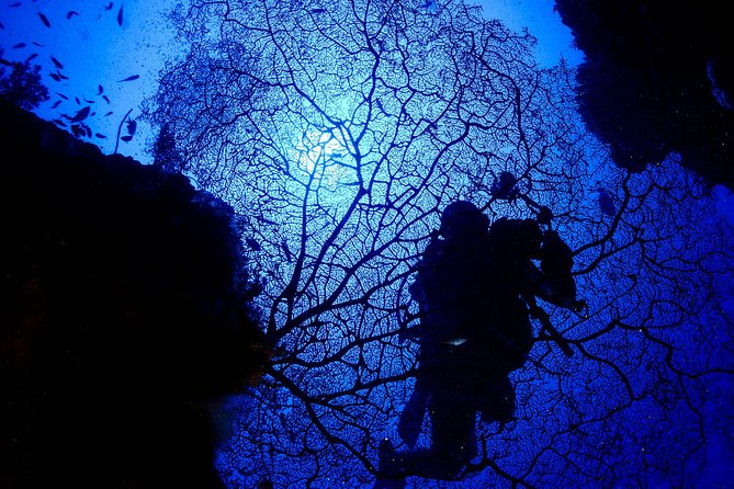 DiveGurus -Scuba Diving in Boracay - Key Highlights You Should Actually Care About
