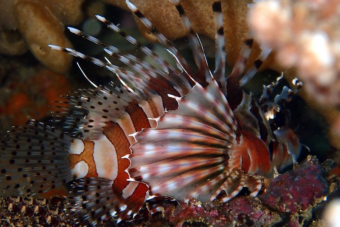 DiveGurus -Scuba Diving in Boracay - Boracay’s Underwater Playground: What You’re Really Buying