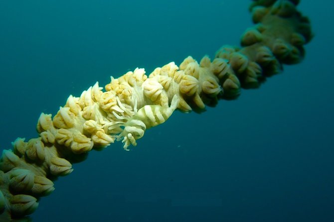 DiveGurus -Scuba Diving in Boracay - Which Underwater Sites Might You See in Boracay