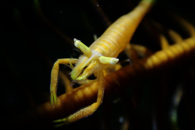 DiveGurus -Scuba Diving in Boracay - Price and Value: Why $50 Can Be a Good Deal Here