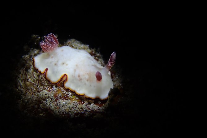 DiveGurus -Scuba Diving in Boracay - Who This Is Best For (And Who Should Think Twice)