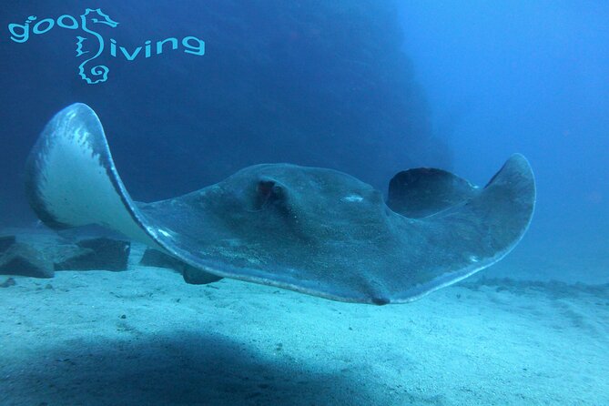 Dives Packages with Transfers in Tenerife - Key Takeaways Before You Go