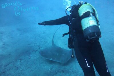 Dives Packages with Transfers in Tenerife - How the Team Chooses Your Underwater Locations by Weather