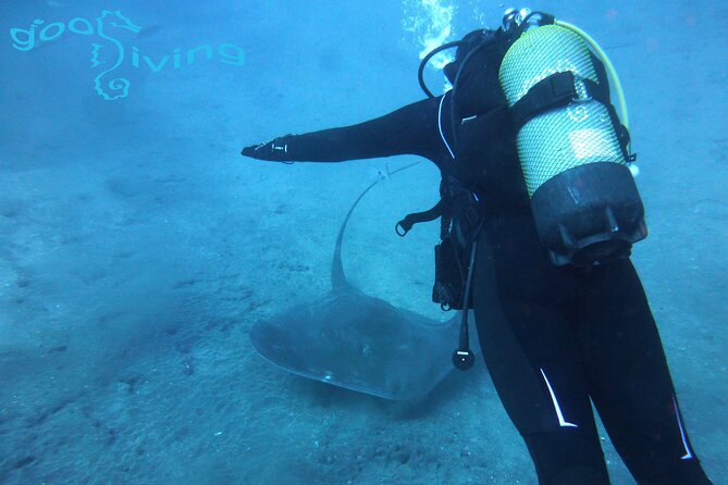 Dives Packages with Transfers in Tenerife - How the Team Chooses Your Underwater Locations by Weather