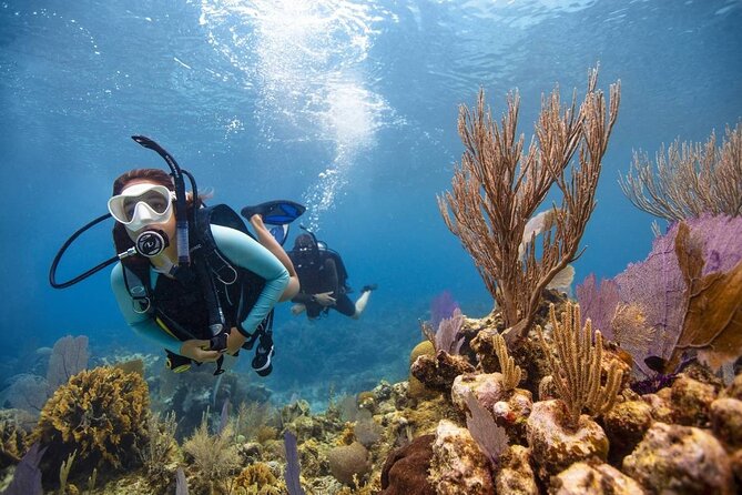 Diving And Snorkeling To Ras Mohamed And White Island By VIP Boat - Who should book this tour, and who should think twice