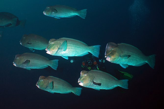 Diving at Tulamben Liberty Shipwreck 2 dives for certified divers - USAT Liberty from Tulamben: why this wreck day is worth the trip