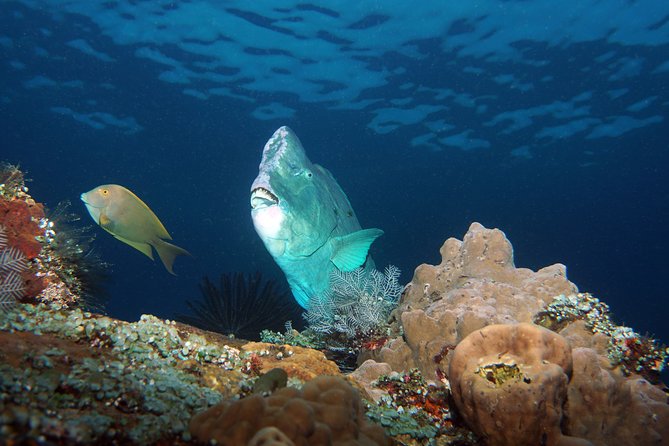 Diving at Tulamben Liberty Shipwreck 2 dives for certified divers - Getting from Kuta to Tulamben: the 7:30 start and 2.5-hour ride