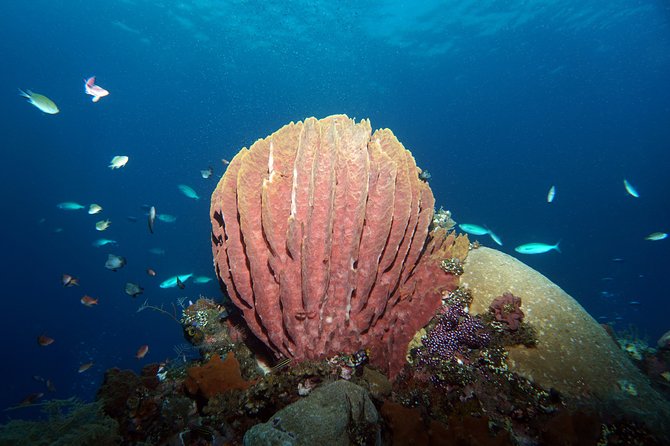 Diving at Tulamben Liberty Shipwreck 2 dives for certified divers - Small-group control with a 1:4 leader ratio (and why that matters)