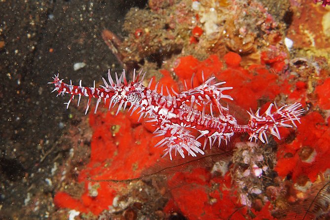 Diving at Tulamben Liberty Shipwreck 2 dives for certified divers - Price and value: what $143 covers and where you should plan ahead