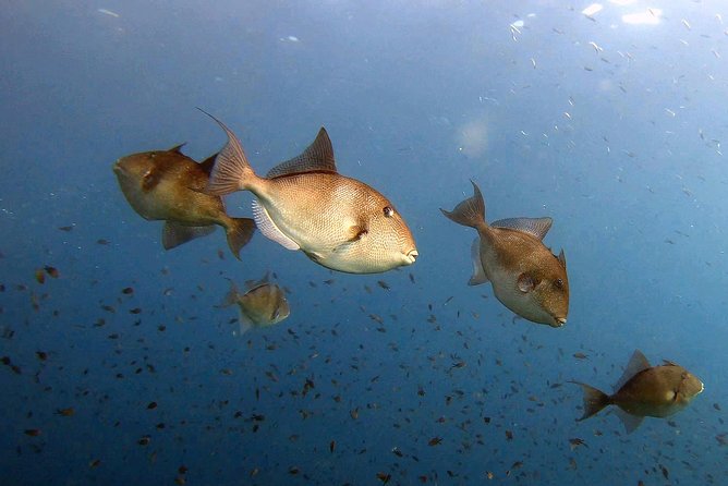 Diving baptism in the Marine Reserve of Cabo Tiñoso - Price: does $144.17 make sense for what you get?