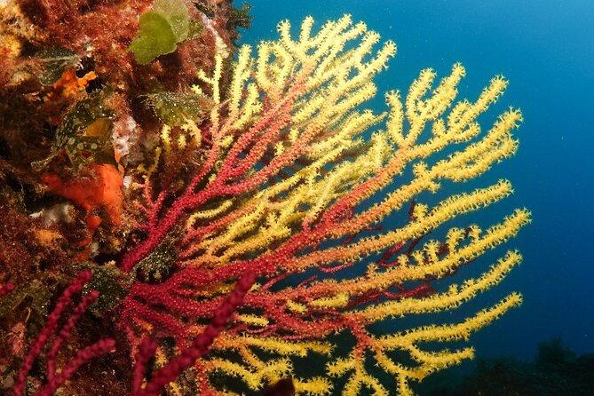 Diving baptism in the Montgrí Natural Park - Your underwater time: breathing, buoyancy, and seeing what’s there
