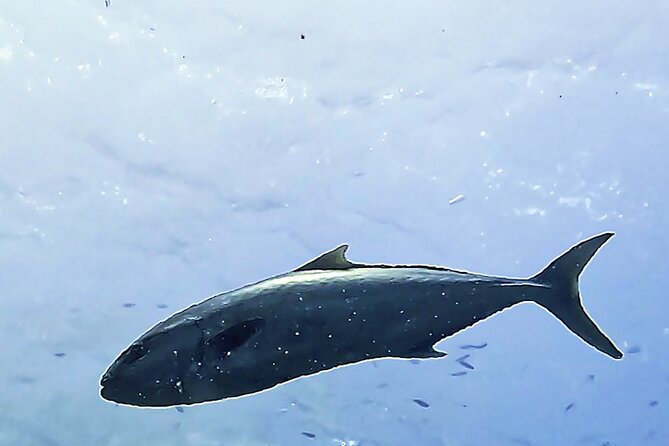 Diving baptism in the Montgrí Natural Park - The next step: Open Water Diver course discount