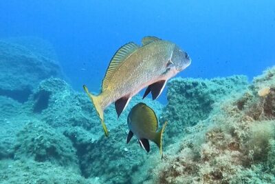 Diving baptism with cylinders (Introdive) at the Capo Carbonara Marine Protected Area - Your First 5-Meter Session: What the Staff Help You Do