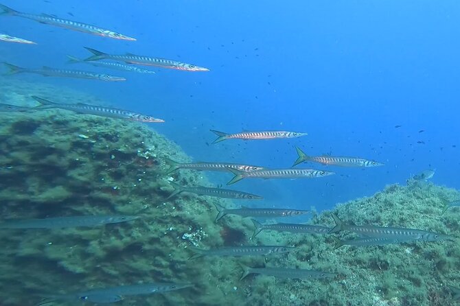 Diving baptism with cylinders (Introdive) at the Capo Carbonara Marine Protected Area - Marine Protected Area Etiquette You’ll Actually Notice