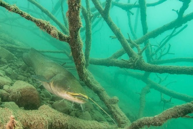 Diving Bled - Key highlights worth planning for