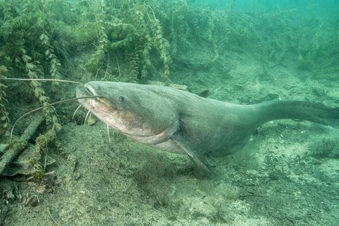 Diving Bled - Lake Bled’s freshwater underwater world is the main attraction