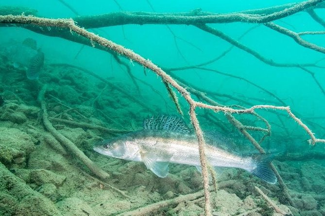 Diving Bled - What you may see: big catfish and the woodwork under Bled