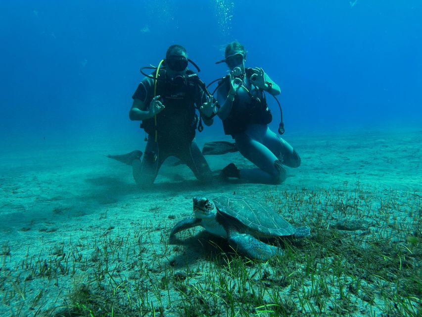 Diving course for beginners in turtle area Tenerife - Key things worth knowing before you go