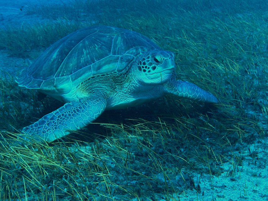 Diving course for beginners in turtle area Tenerife - What to bring, what not to do, and what to expect on timing