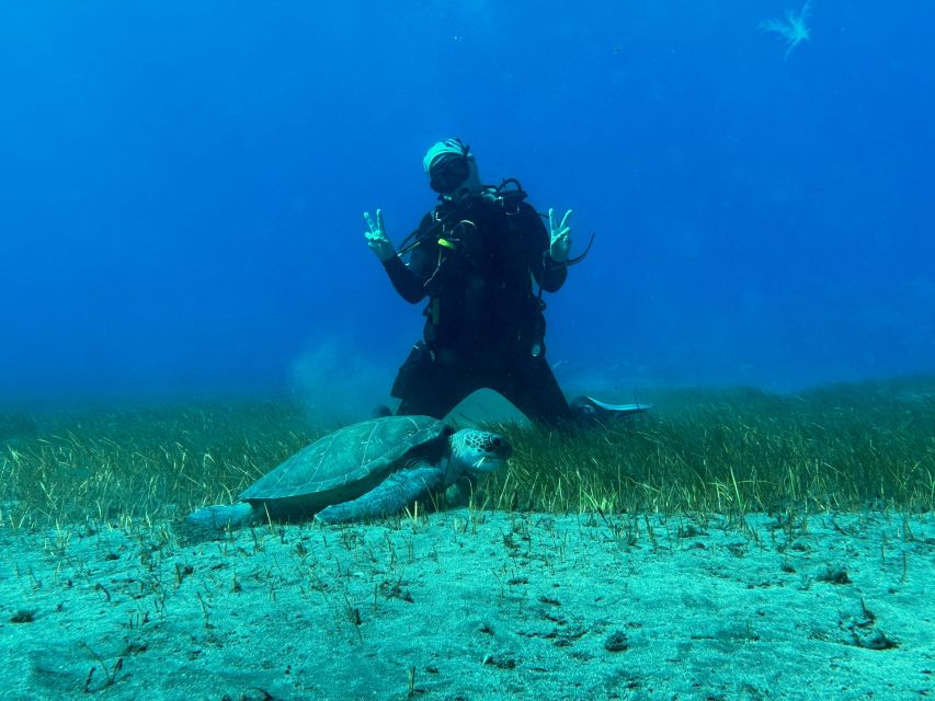 Diving course for beginners in turtle area Tenerife - Turtle-area waters near Abades: what you’ll actually look for