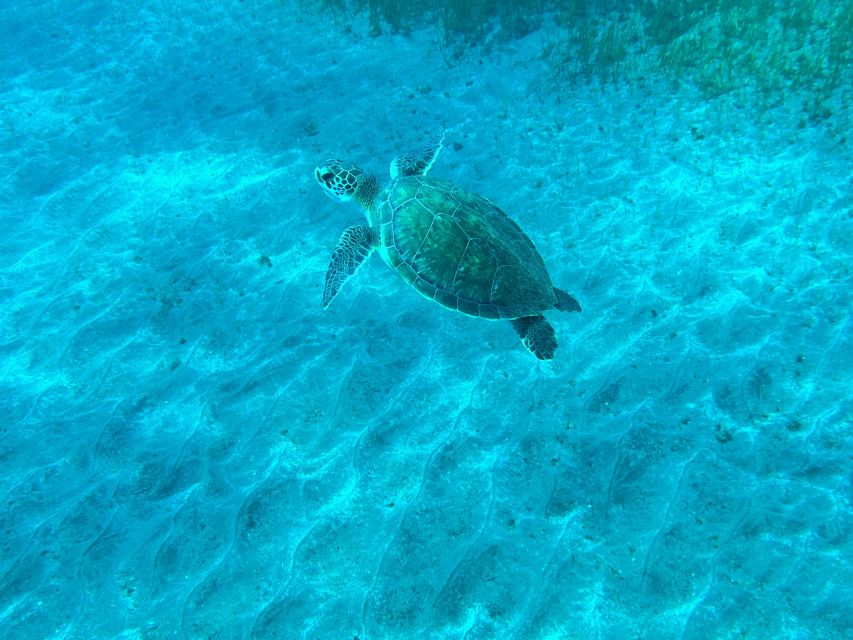 Diving course for beginners in turtle area Tenerife - Instructor support and language: a safety-first setup for beginners