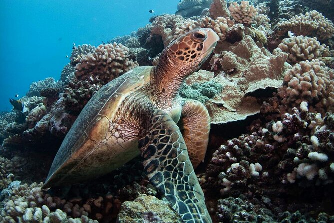 Diving day - Second Stop: The Aquarium and Tahiti Wrecks