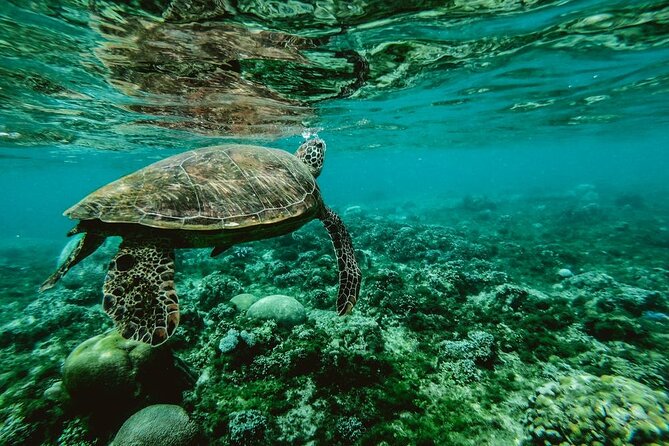 Diving day - Who Should Book This (and Who Should Skip It)