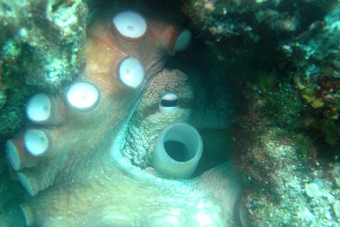 Diving day tour with 2 dives - What’s included for $91.31, and why it’s good value