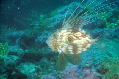 Diving day tour with 2 dives - Two underwater sessions around Hvar, Brac, and the Makarska Riviera