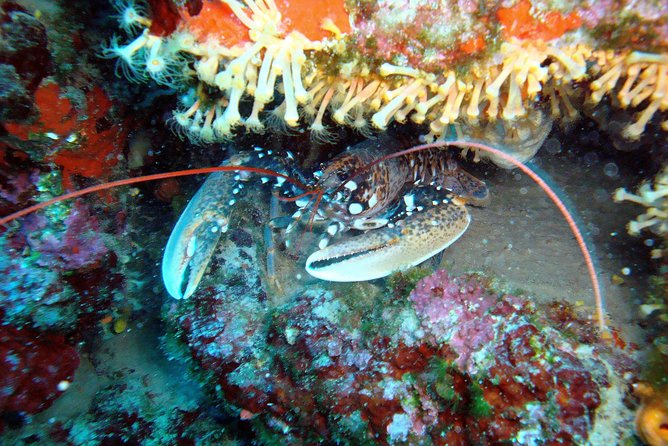 Diving day tour with 2 dives - The 1 to 1.5 hour surface break (how to use it well)