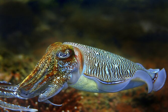 Diving day tour with 2 dives - Who should book this scuba day in Dalmatia